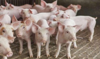 销售前肥猪为什么要控料（育肥猪为什么控料）