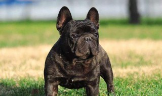 黑嘴虎斑犬纯吗(黑虎斑犬是什么犬)