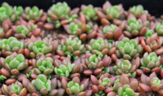 种植多肉的过程和收获（种植多肉的过程和心得）