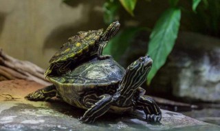 地图龟为什么是哈士奇 地图龟为什么叫二哈