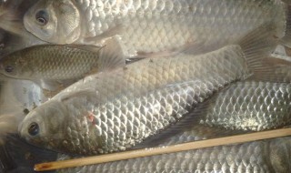 捕鲫鱼用的小花篮笼应该放水库里什么位置? 捕鱼是花篮放在什么位置