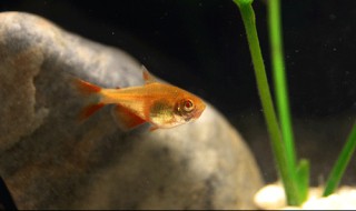 20厘米小鱼缸养什么鱼 20厘米小鱼缸养什么鱼不用打气