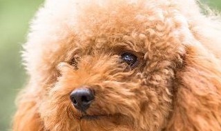 少吃能控制泰迪的体型吗 少吃能控制泰迪的体型吗视频