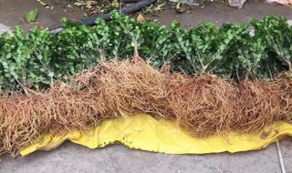 如何让新移栽的苗木尽快生根发芽?(如何让树苗快速生根)