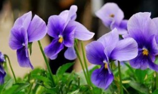 紫色三堇花的花语 紫色三色堇的花语是什么