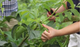 树木什么时候施肥是最佳时期 树木施用基肥的最佳季节是