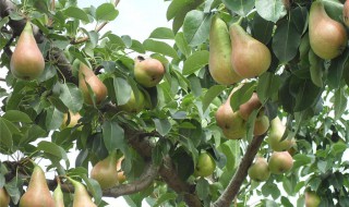 家能不能种梨树 家里可以种梨树吗