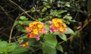 臭花草的功效与作用是什么 臭花草的功效与作用是什么意思