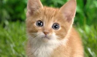 猫和夜莺告诉了我们什么道理 猫和夜莺告诉了我们什么道理呢