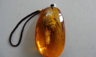 黄河象和琥珀有什么区别?（黄河象vs琥珀）