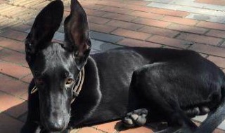 耳朵大尾巴细长大嘴是什么狗（嘴大尾巴短的是什么狗狗）