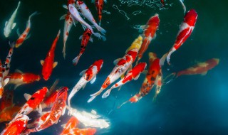 怎么阻止锦鲤咬别的鱼（锦鲤咬别的鱼怎么办）