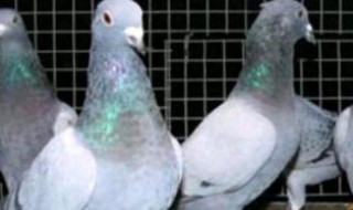第一次养鸽子买成鸽还是幼鸽（第一次养鸽子买成鸽还是幼鸽）