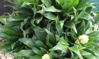 观叶植物专用肥料是什么 观叶植物专用肥料是什么意思