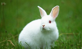 兔子眼睛是夜明吗 兔子眼睛是夜眼吗