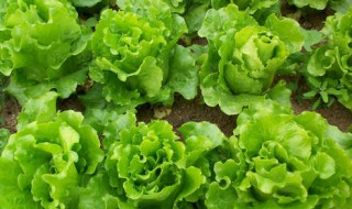 蔬菜用什么复合肥好（蔬菜用什么复合肥最好）