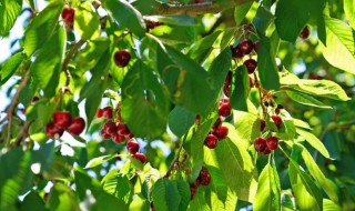 樱桃树春天什么时候浇水（樱桃树春天什么时候浇水好）