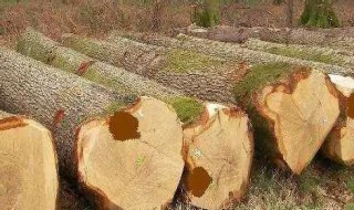 印尼种植橡胶的有利自然条件 印度尼西亚发展天然橡胶树种植的有利自然条件