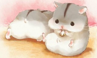 仓鼠身份证制作 仓鼠证件免费生成在线制作