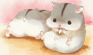 用面粉给仓鼠做食物(用面粉给仓鼠做食物吃)