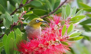 花和鸟的寓意是什么 花和鸟的寓意是什么呢