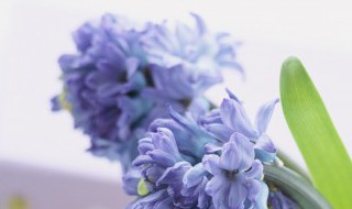 鸡肋是什么意思网络 鸡肋是什么意思网络图片