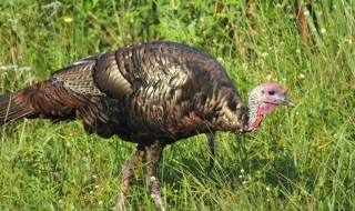 梦见养火鸡是什么意思（梦见养火鸡是什么征兆）