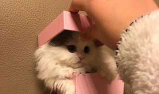 送猫咪怎么发朋友圈 送猫的朋友圈怎么发