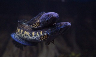 什么雷龙耐低温 什么雷龙耐低温好养