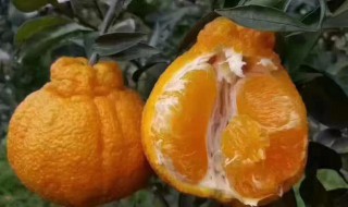 哪些人不适合吃丑柑 吃丑柑的好处