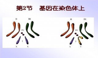 为何萨顿推测基因在染色体上?（为何萨顿推测基因在染色体上不同）