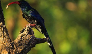 加纳利子可以常年喂鸟的作用 加纳利子喂玉鸟好不好