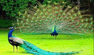 什么鸟长得像凤凰 跟凤凰长得很像的鸟图片