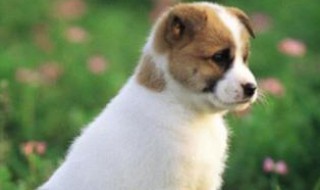 狗会对主人产生感情吗 狗会对主人产生感情吗视频