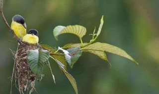鸟怕什么用什么赶走它（什么能让鸟害怕）