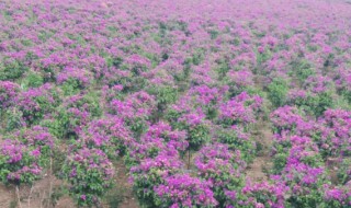 巴西三角梅在北方冬季可以吗 巴西三角梅适合北方吗