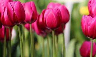 郁金香开花后怎么处理(郁金香开花后怎么处理?)