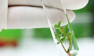 用于植物组织培养的植物材料称为（用于植物组织培养的植物材料称为）