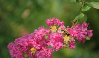 紫薇花代表着什么（紫薇花代表什么意思）