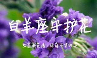 白羊代表的花是什么（白羊座代表花是什么）