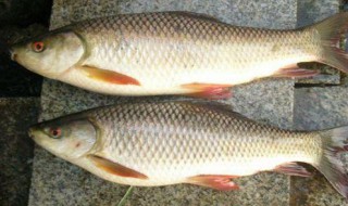 鲮鱼吃什么味的饵料（鲻鱼喜欢吃什么味饵料）