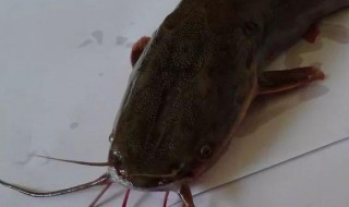 吃梭边鱼禁忌（吃梭边鱼好不好）