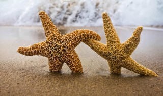 吃海星禁忌（可以吃海星吗）