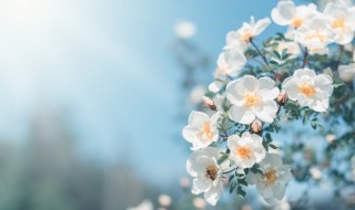 春分节气祝福语（春分节气祝福语简短）