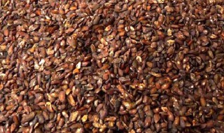 车前子十大功效(车前子有哪些功效)