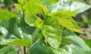 桑叶相克食物（桑叶与什么同吃相克）