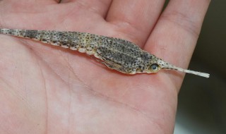 海麻雀的功效与作用及食用方法（海麻雀的功效与作用及食用方法禁忌）