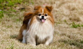 如何喂养狗狗 如何喂养狗狗才不会得细小