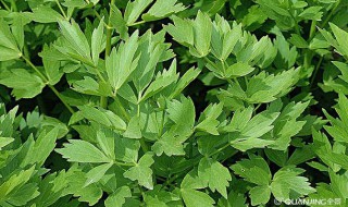 鲜当归叶禁忌（鲜当归叶图片）