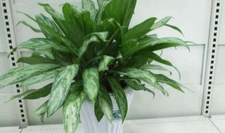 银皇后怎么养 银皇后怎么养才能更旺盛